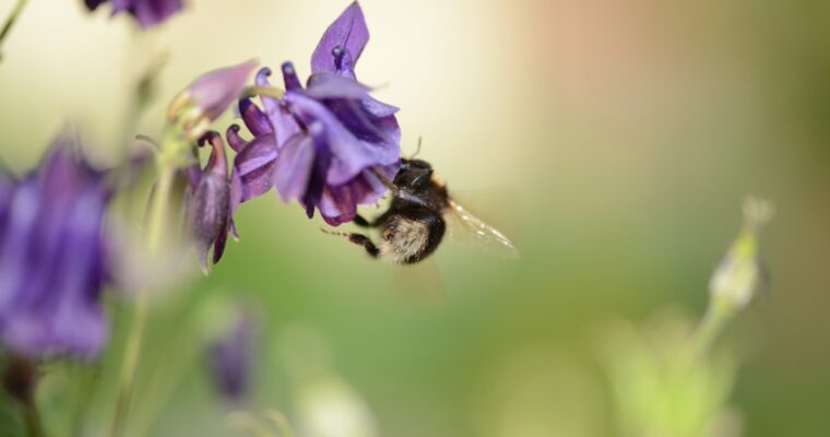 Join us at our charity plant fundraiser