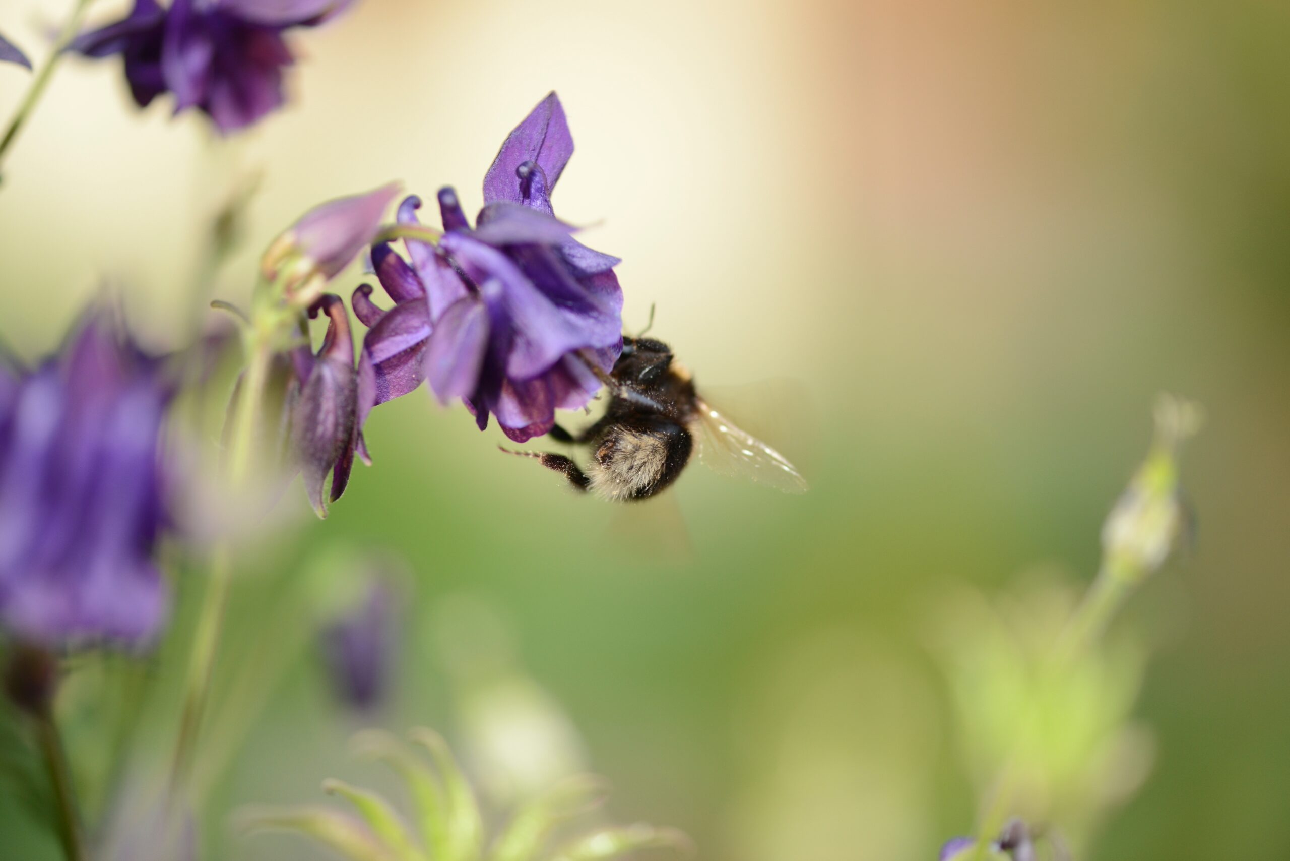 Join us at our charity plant fundraiser