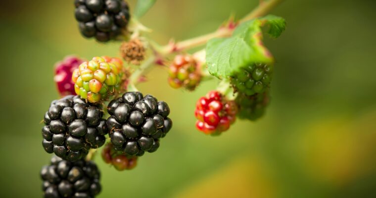 In season now – British blackberries