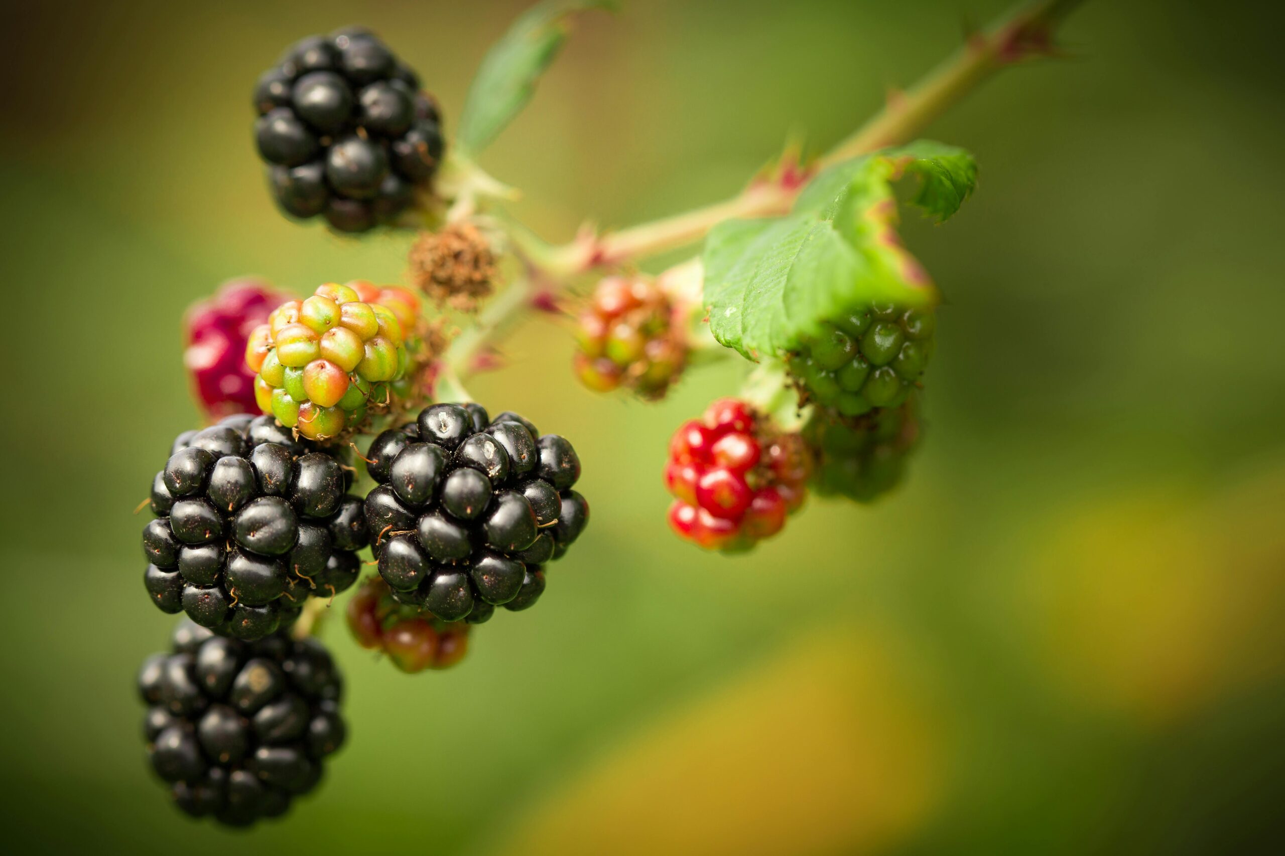 In season now – British blackberries