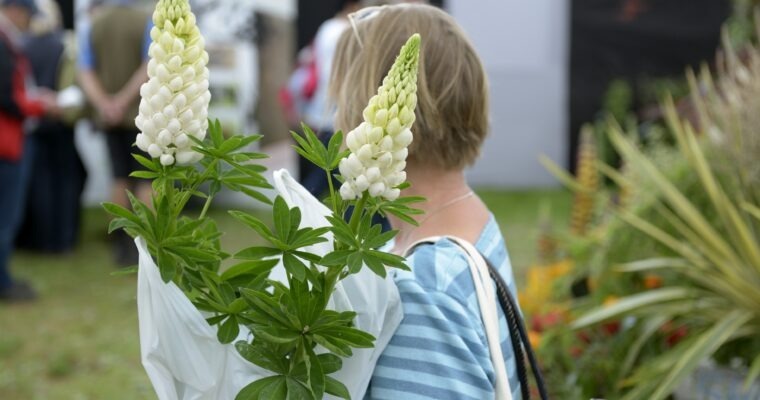 Come along to Communicare’s spring plant fundraiser