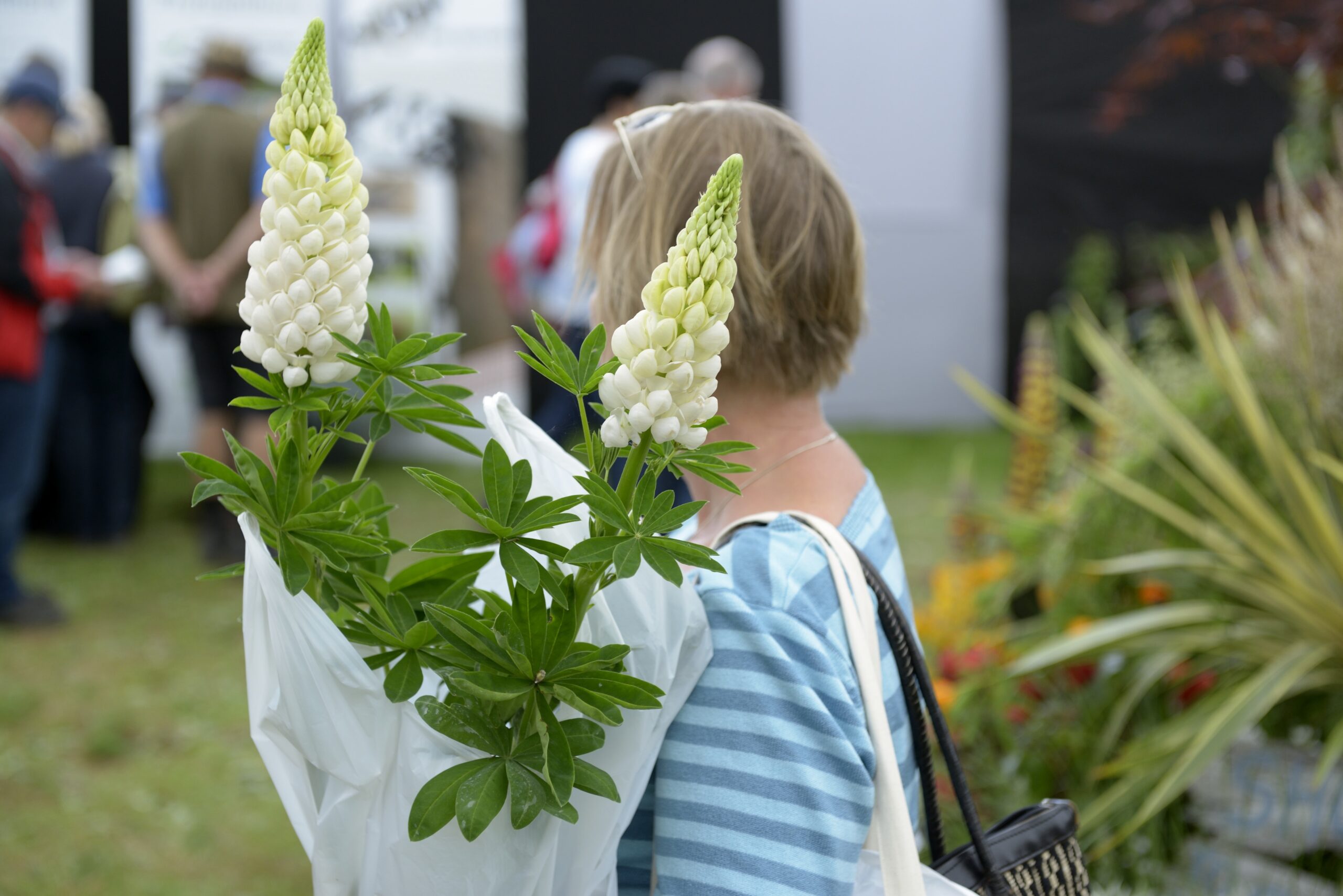 Come along to Communicare’s spring plant fundraiser