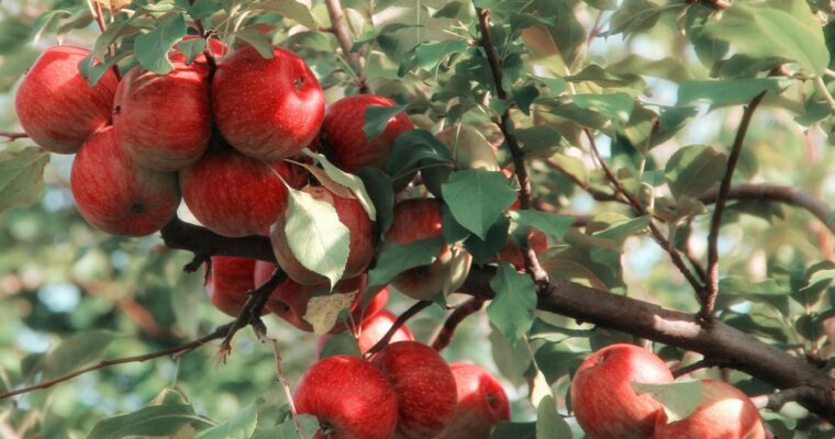 A is for autumn and for apple