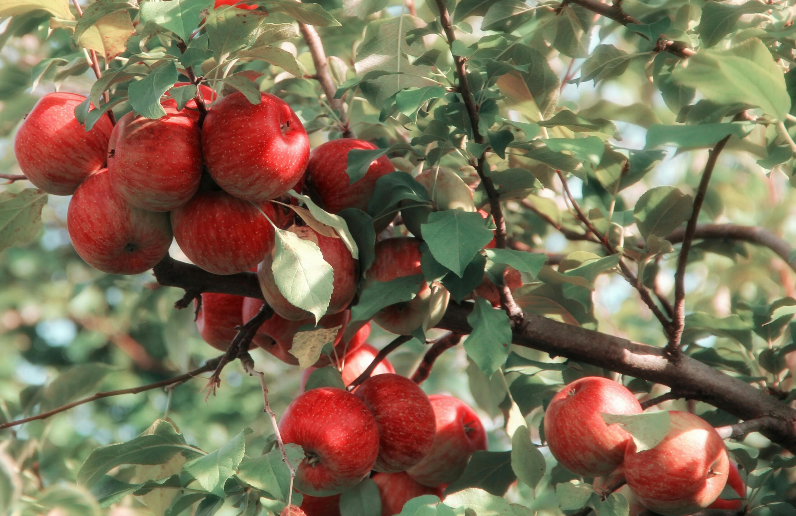 A is for autumn and for apple